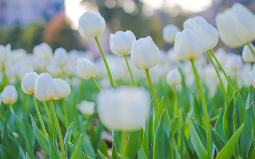 11.会有一天，您过着最想要的生活，过去的所有伤痕都会变成奖牌。