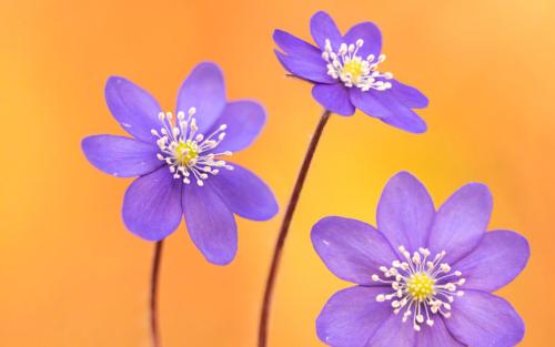 12.生活是有生命的，没有办法，总是做些使自己不快乐的事情。