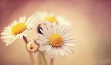 开心可爱的句子说说心情短语