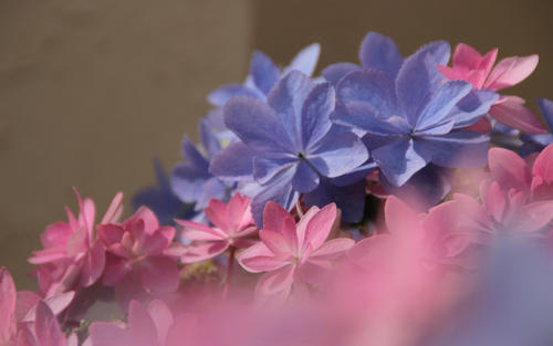 10.从现在开始，你像花和美丽的家庭一样与你在一起，但我只剩下像水一样走来走去。