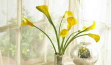 看到小白兔开心激动的句子