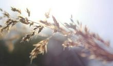 写亲情真爱的句子