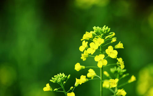 11.尽管外面很冷，但温室里却像春天一样温暖。不幸的是，巨大的草莓悬挂着树枝，绿色的叶子，红色的果实，还有一朵没有凋谢的小白花，构成了美丽的当地习俗中最自然和最受欢迎的图画。