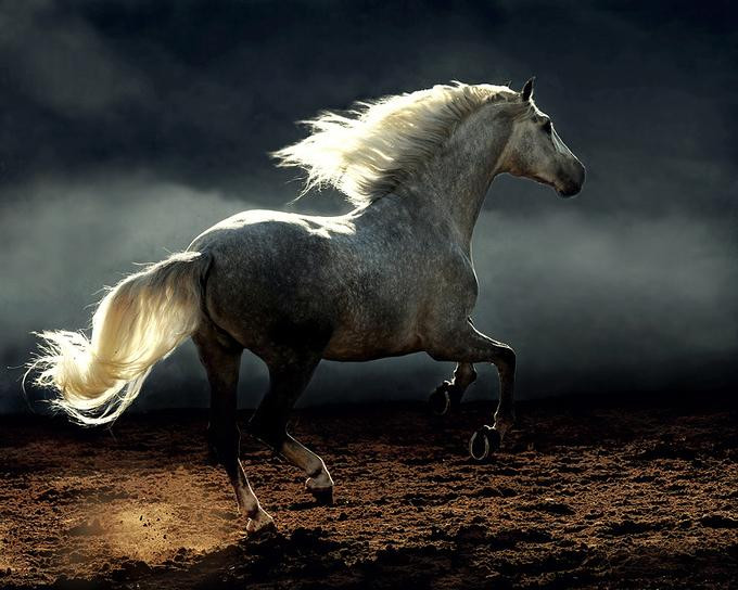 关于贵族2的句子