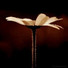 11.沐浴在家庭关爱中，我获得了无数的爱和宽容。到现在为止，我以前的快乐经历仍然保存在我的记忆宝箱中。