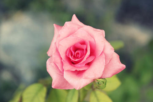 12.爱本来是大海中的沙子。只有您用心去呵护它，才能用眼泪和辛苦滋润它，让它变成水晶。