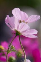 11家庭感情是一种严厉的惩罚，敦促我们纠正错误。