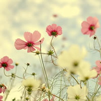 11.谁说一寸粗心，报三春晖。 -孟郊，《游子吟/映母漂流首作》