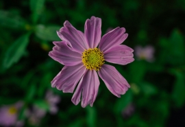 12.对家庭,友谊和爱采取明确的态度。