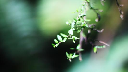 10.家庭感情就像蜂蜜，给你甜美的味道；家人的感情，就像沙漠中清澈的春天，可以在遇到麻烦时为您提供帮助；家庭之情，就像一艘船，载着您长途航行。