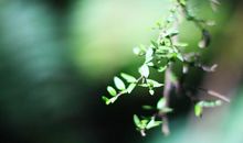 亲情是剪不断的句子