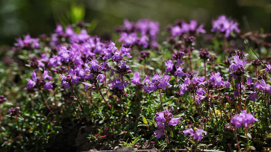 12.母亲的声音是世界上最美丽的声音。