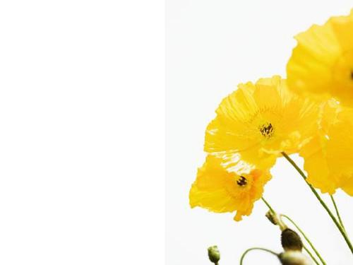 12. Sier是年轻的一天，她高高地仰背。 -白居易，《燕子秀柳苏》