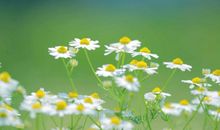 开心又兴奋的神态描写的句子