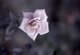 家庭之情是下雨，它消除了烦躁，使光线凉爽。亲情就是风，它吹走了悲伤，留下了幸福；家庭之爱是阳光，它带走了黑暗而留下了光。家人的感情是最大的，无论您的幸福，沮丧，痛苦，犹豫如何，它总是会在您的途中轻轻行走，并静静地陪伴您的生活。