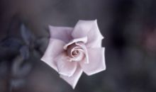 有关亲情的美句子英文