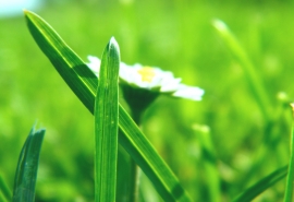 11.他说不清楚，只知道他是快乐的鸟！