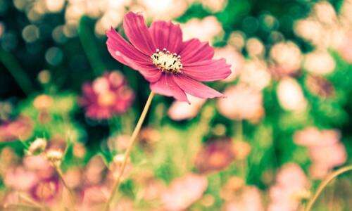 12.有一天,她的长袍不见了,她变成了世界上的粗布-她决定当妈妈。