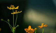 形容亲情还在的句子