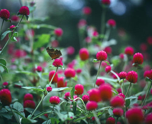 11.人们需要养育家庭友谊和热爱生活。有了这样的感情,完美的生活将是可用的。