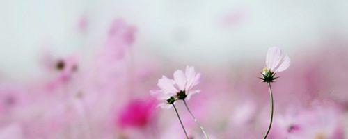 10.家庭感情是最大的。无论您是快乐,沮丧,悲惨还是流浪,它都会永远静静地走在您的路上,并静静地陪伴您一生。