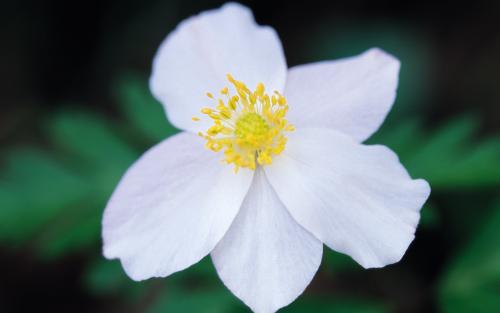 12.那个泵浦小姑娘用画笔在下巴上画了一段时间,然后用嘴巴画了几下笔触,她的确看起来像是个小画家,进入了创作的艺术观念。