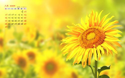 11.几个月又几天,婴儿第一次看到大海……不是很惊讶,但喜欢在水中嬉戏。我希望将来会有很多机会带你出去散步,一个三口之家虽然还不老,但可以走路,并有走路的心...