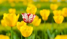 有名亲情的优美句子