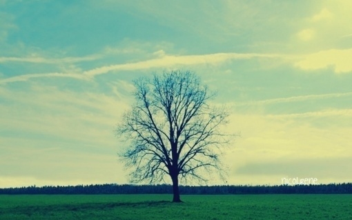 三毛的漂亮句子