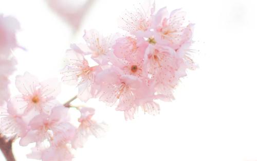 9.当一颗流星爱上了大地时，我会毫不犹豫地跌倒，只是那一刻就要接近。当星云爱上流水时，我会毫不犹豫地坠入爱河；当我想到你时，我不会一毛钱，只是告诉你：祝你幸福！