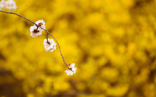10.发送一些信息以消除麻烦；我现在不老，我的生活还很美好。我不要求退货，但我只要求您生活得比我更好。祝福必须经常传递，祝您每天生活幸福。