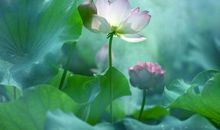 赞颂亲情的唯美句子