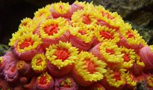 与花有关的名言