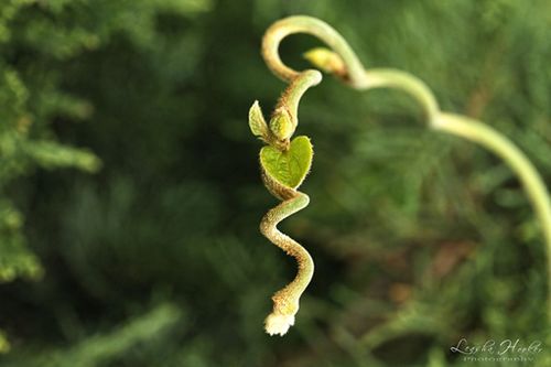 QQ伤心聊天带图片