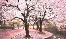 关于樱花的句子