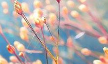 为了利益不择手段不顾亲情的句子