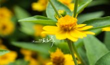 像花一样开心的句子