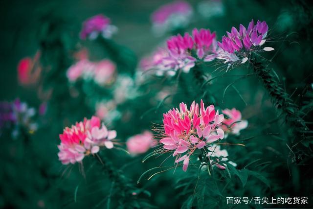 10.生活总是在减少太多的成功或失败，悲伤和欢乐。当现实的波涛淹没了情感之帆时，我们仍然有勇气乘风破浪吗？所谓的风，雪和月亮，就是那些不能受到伤害的短暂的岁月，也是三个生命的命运的誓言。