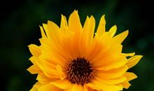 感人至深的亲情的句子