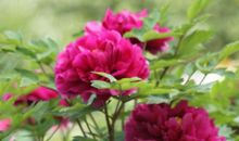 形容手足亲情的句子