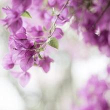 11.每个人逐渐意识到家乡的声音是不同的，但是却像老山一样讨厌影莺的声音。