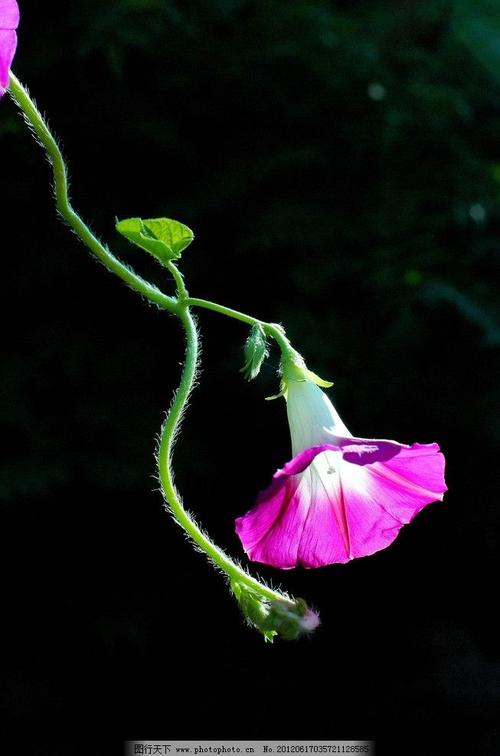 10.呼玛跟随着北风，燕窝向南分支的越多。