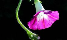 诗经赞扬亲情的句子