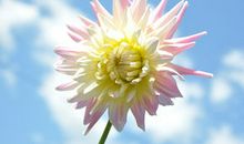 写出关于亲情感恩的句子