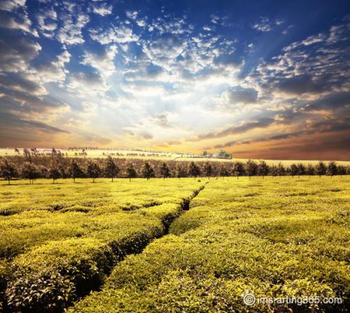 11.这位老母亲哭了,把衬衫的袖子打开了。