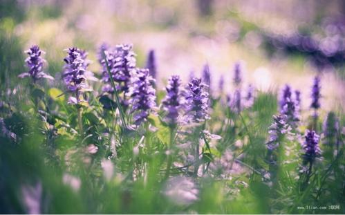 11.家庭感情就像一条生活在鱼缸中的鱼。即使花朵既美丽又美丽，氧气也始终不足。因此，生活中必须有伟大的爱。