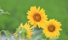 对亲情欢聚的怀念句子