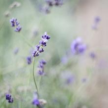 11.高贵的母亲在这里，浪子并不感到寒冷。