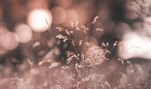 亲情价更高的句子