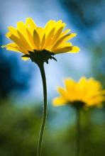 10.每个人逐渐意识到家乡的声音是不同的，但是却像老山一样讨厌莺莺的声音。